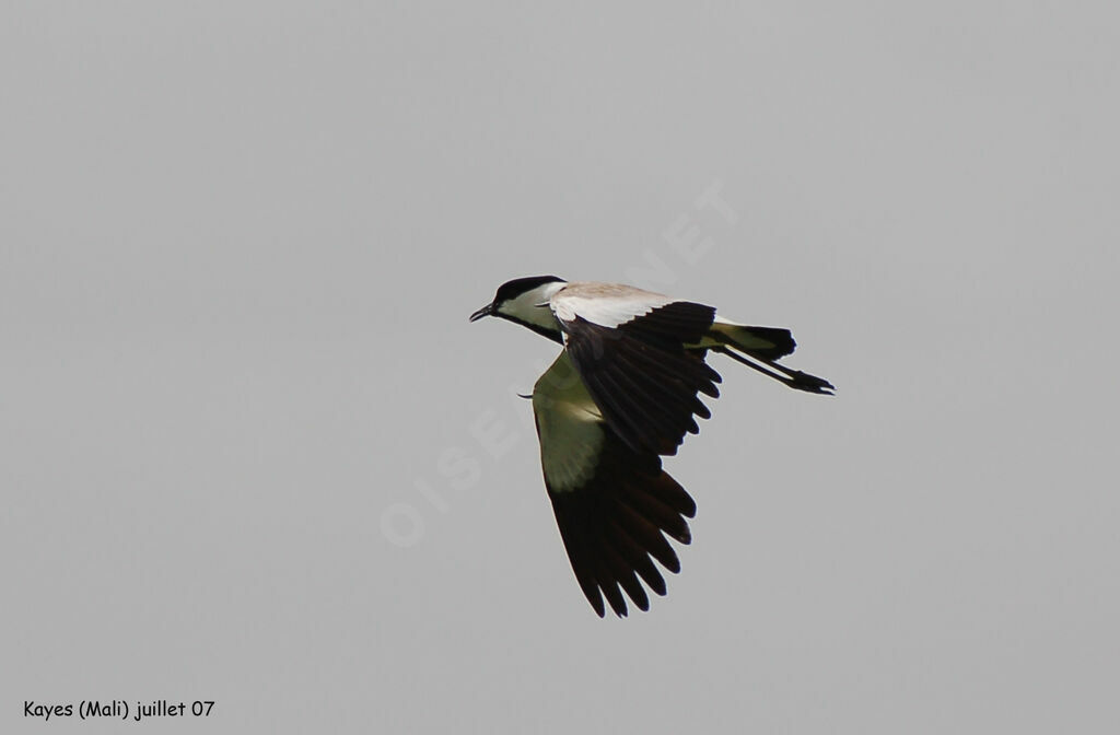 Spur-winged Lapwing