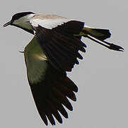 Spur-winged Lapwing