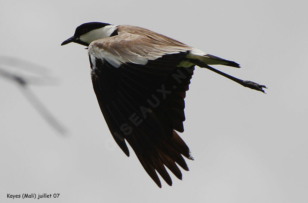 Spur-winged Lapwing