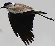 Spur-winged Lapwing