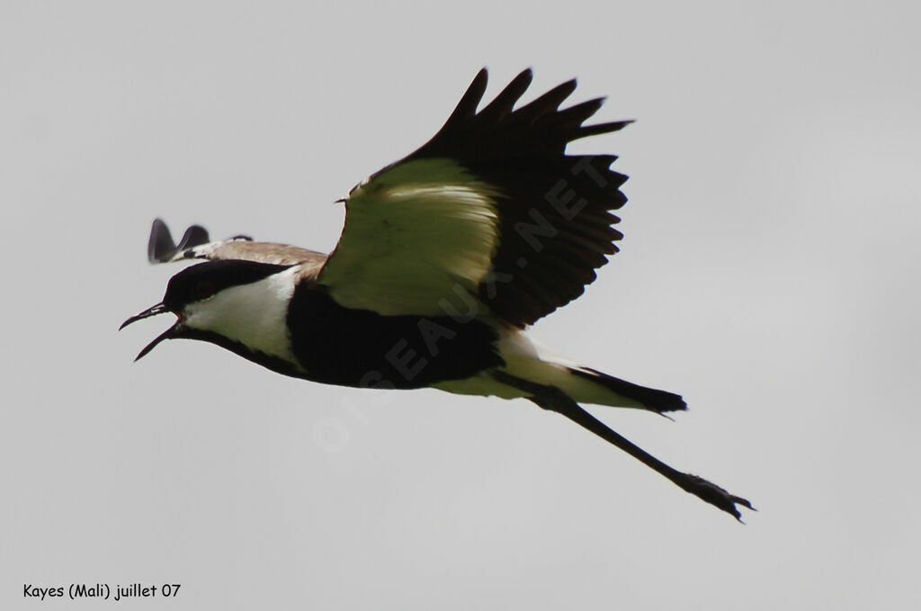 Spur-winged Lapwing