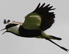 Spur-winged Lapwing