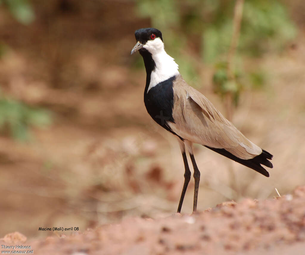 Spur-winged Lapwingadult breeding, pigmentation