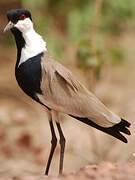 Spur-winged Lapwing