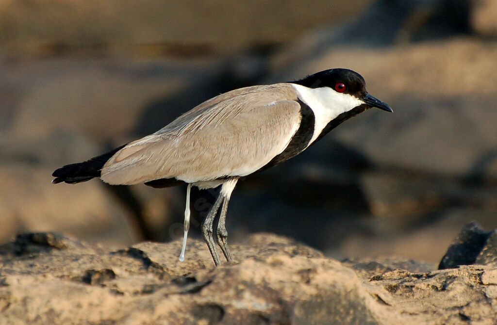 Spur-winged Lapwingadult