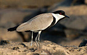 Spur-winged Lapwing