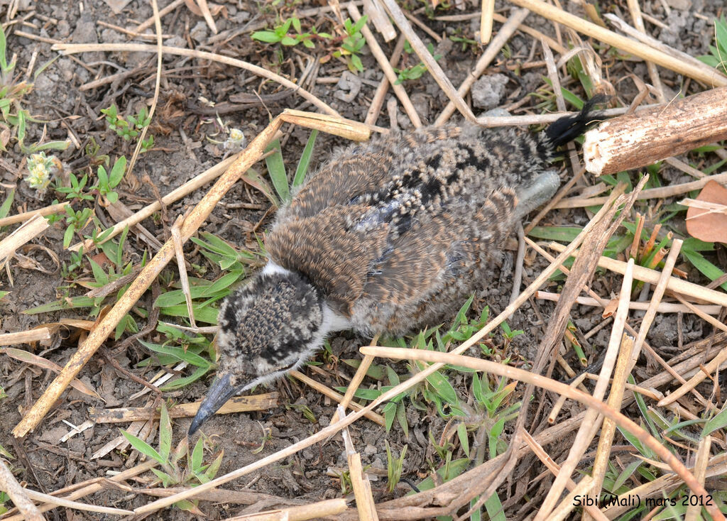 Spur-winged Lapwingjuvenile, Reproduction-nesting