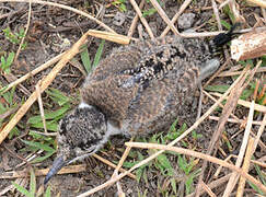 Spur-winged Lapwing