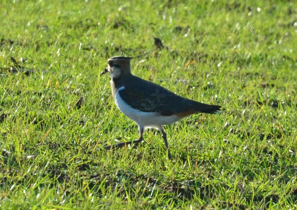 Northern Lapwingadult