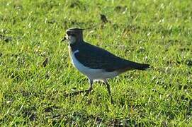 Northern Lapwing