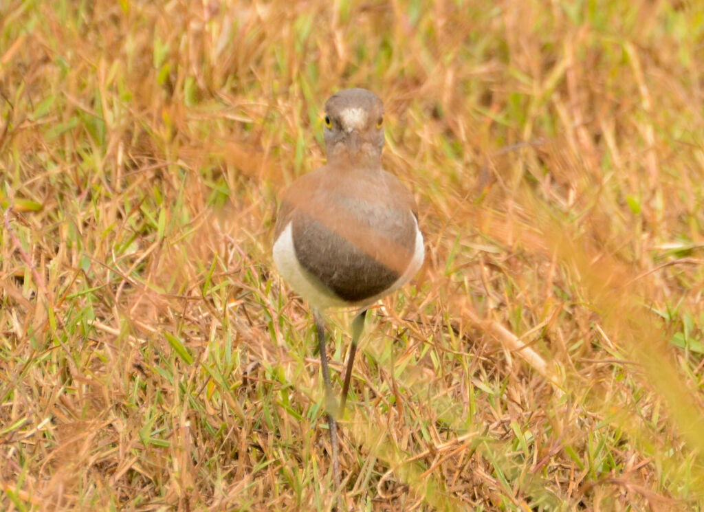 Vanneau terneadulte, identification