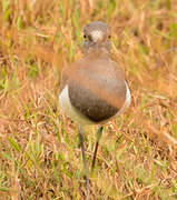 Senegal Lapwing