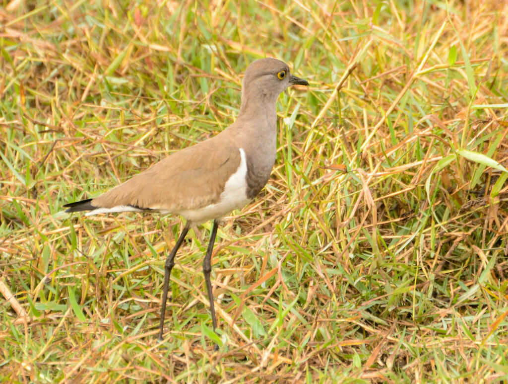 Vanneau terneadulte, identification