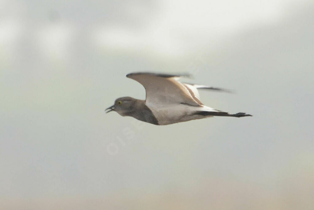 Senegal Lapwingadult, Flight