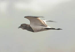 Senegal Lapwing