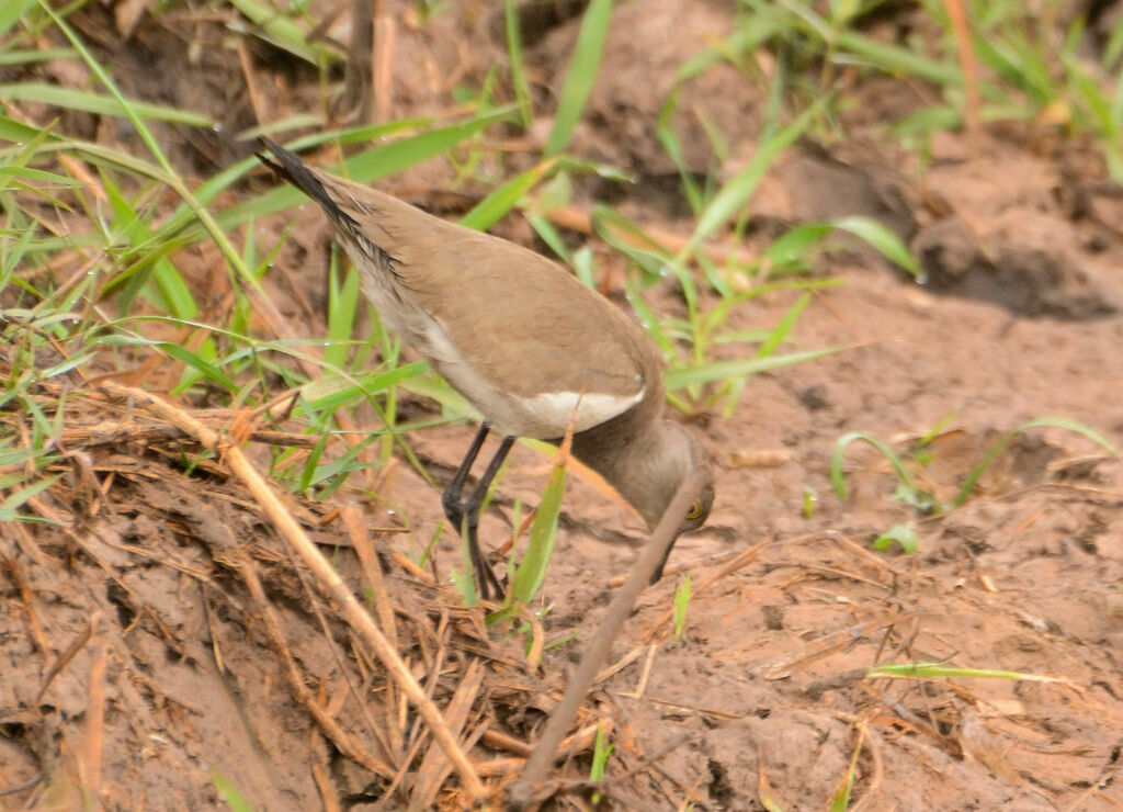 Senegal Lapwingadult