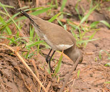 Senegal Lapwing