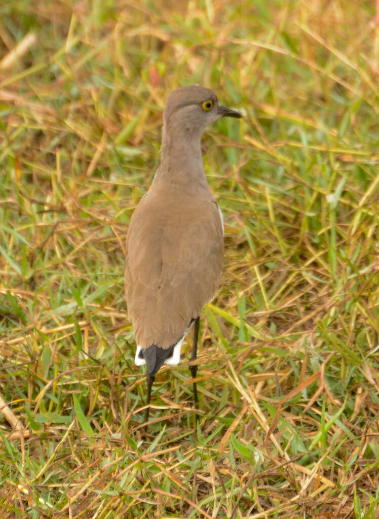 Senegal Lapwing