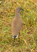 Senegal Lapwing