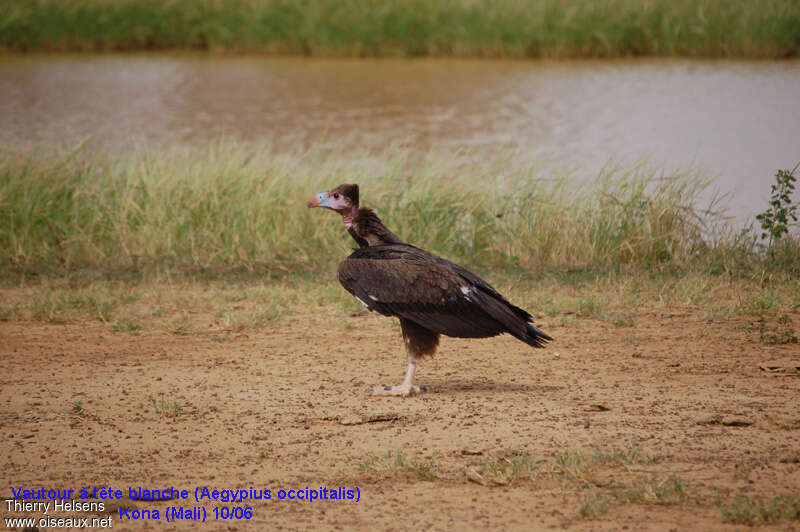 White-headed Vulturejuvenile, identification