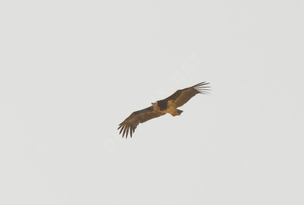 White-headed Vulture, Flight