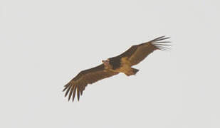 White-headed Vulture