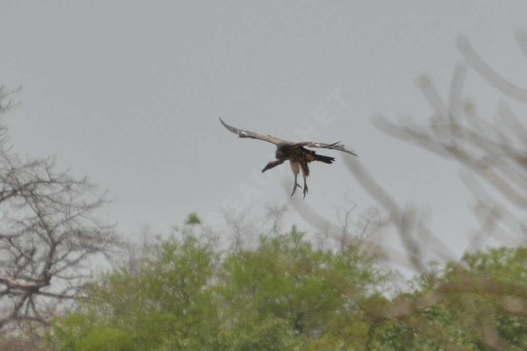 White-backed Vultureadult