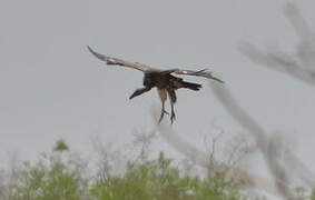 White-backed Vulture