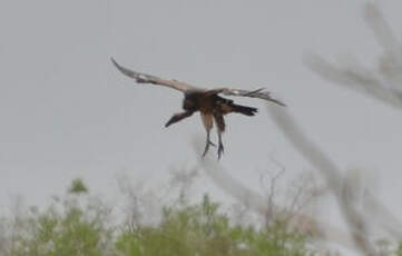 Vautour africain