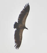 White-backed Vulture