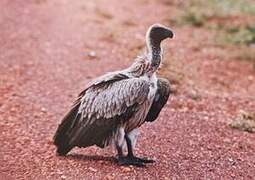 White-backed Vulture