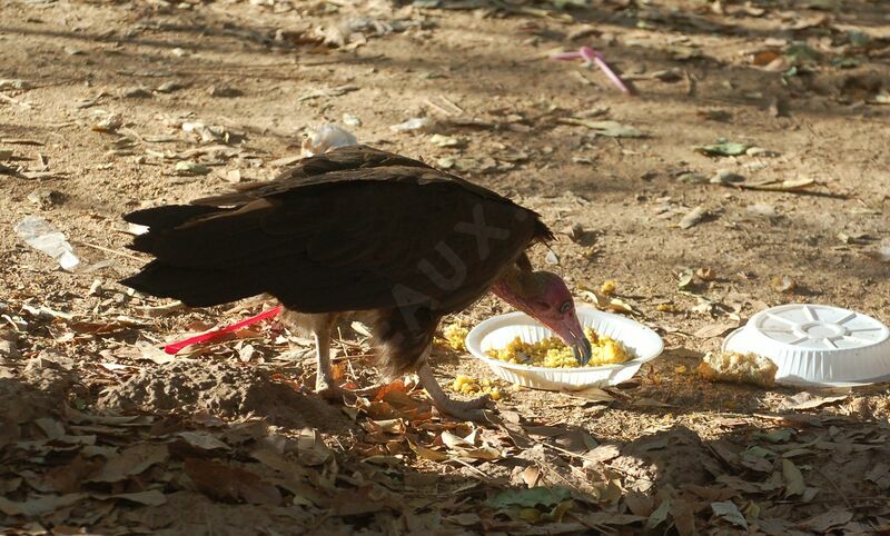 Hooded Vultureadult, feeding habits