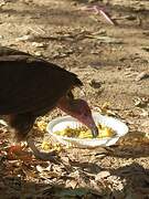 Hooded Vulture