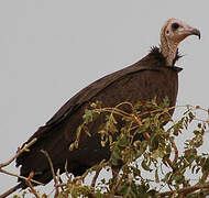 Hooded Vulture