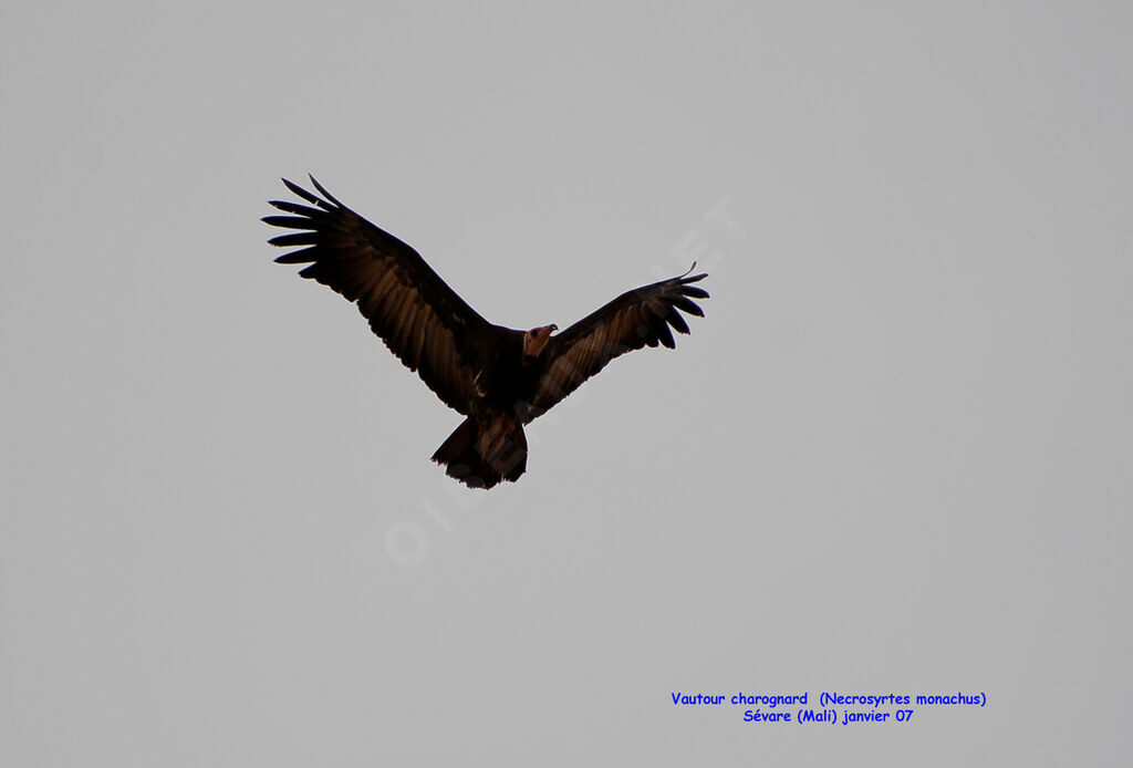 Vautour charognard