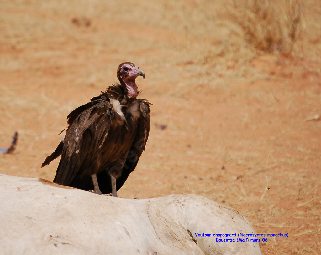 Hooded Vulture