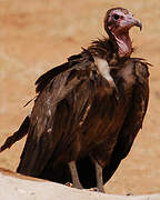 Hooded Vulture