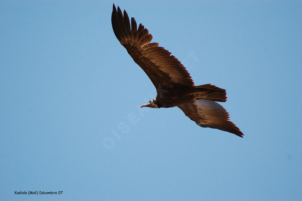 Vautour charognard