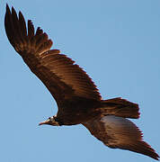 Hooded Vulture