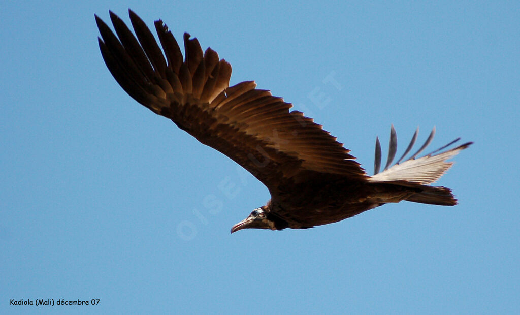 Vautour charognard