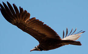 Hooded Vulture