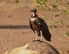 Hooded Vulture