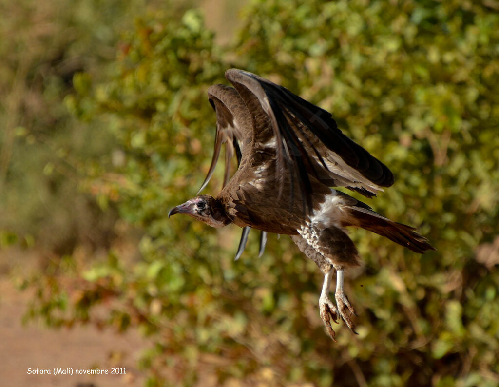 Vautour charognardadulte