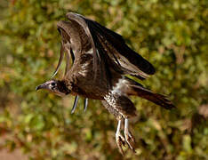 Hooded Vulture