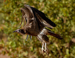 Vautour charognard