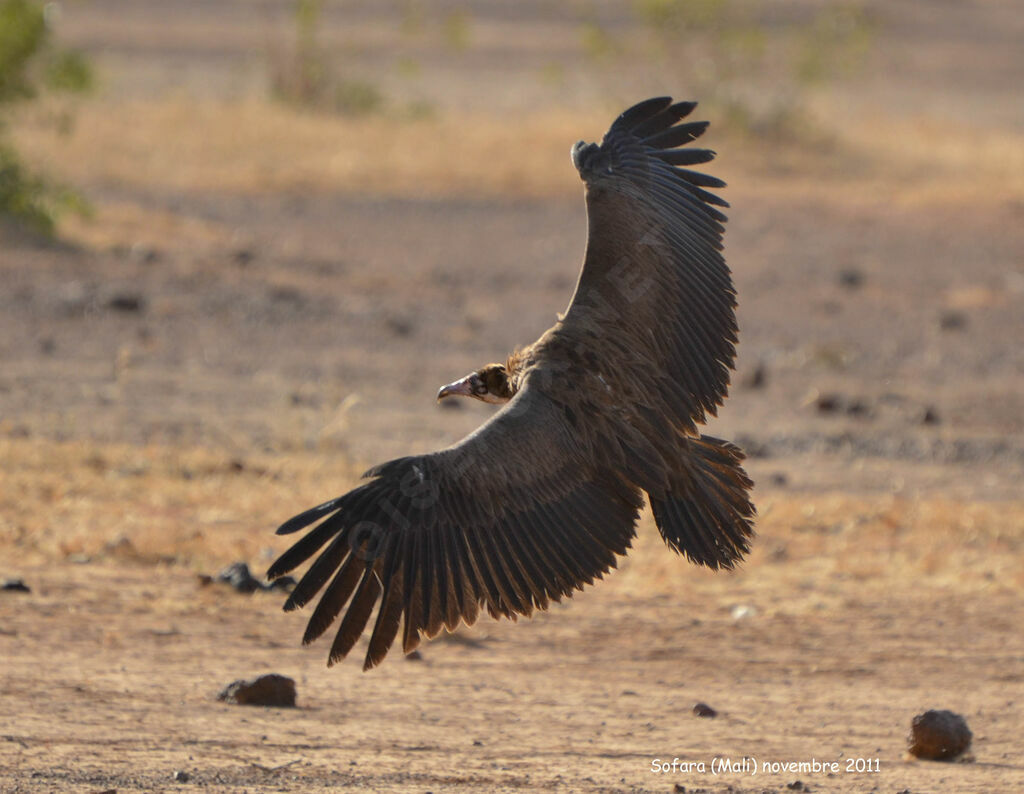 Hooded Vulture