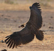 Hooded Vulture