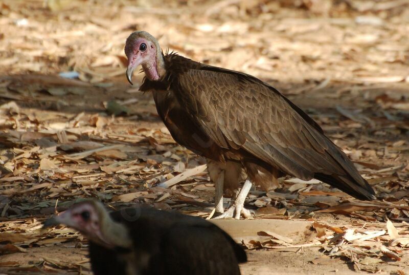 Hooded Vultureadult, identification