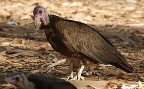 Hooded Vulture