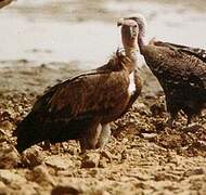 Griffon Vulture